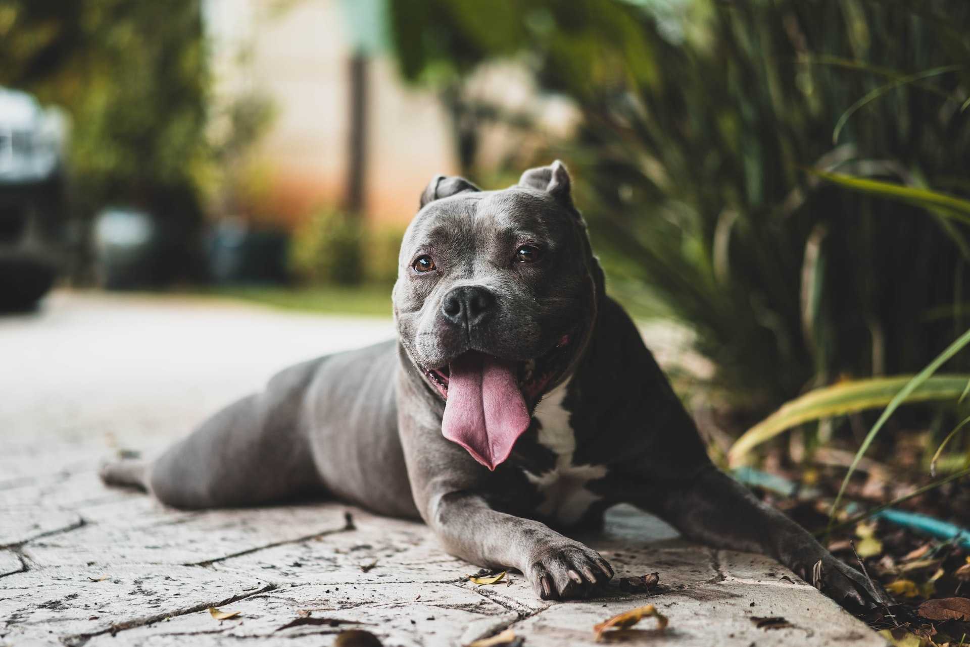 Cute gray dog lying in a driveway with its tongue sticking out